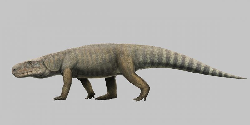 Descubren el fósil de un terrorífico cocodrilo “asesino de dinosaurios”