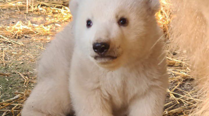 a el nuevo cachorro oso polar en un zoológico escocés
