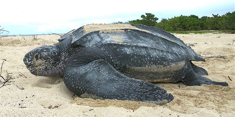 divorcio Activar nadar Paso a paso, así es cómo la tortuga marina más grande del mundo volvió al  mar