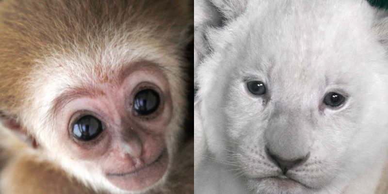 Conoce a los nuevos integrantes del Zoológico de Skopje: Leones blancos y  un gibón de manos blancas