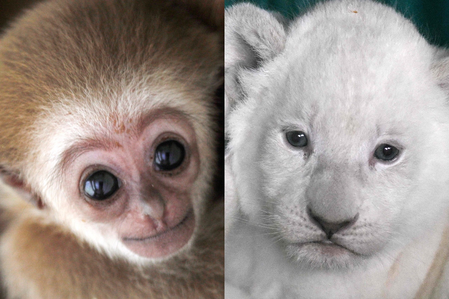 Conoce a los nuevos integrantes del Zoológico de Skopje: Leones blancos y  un gibón de manos blancas