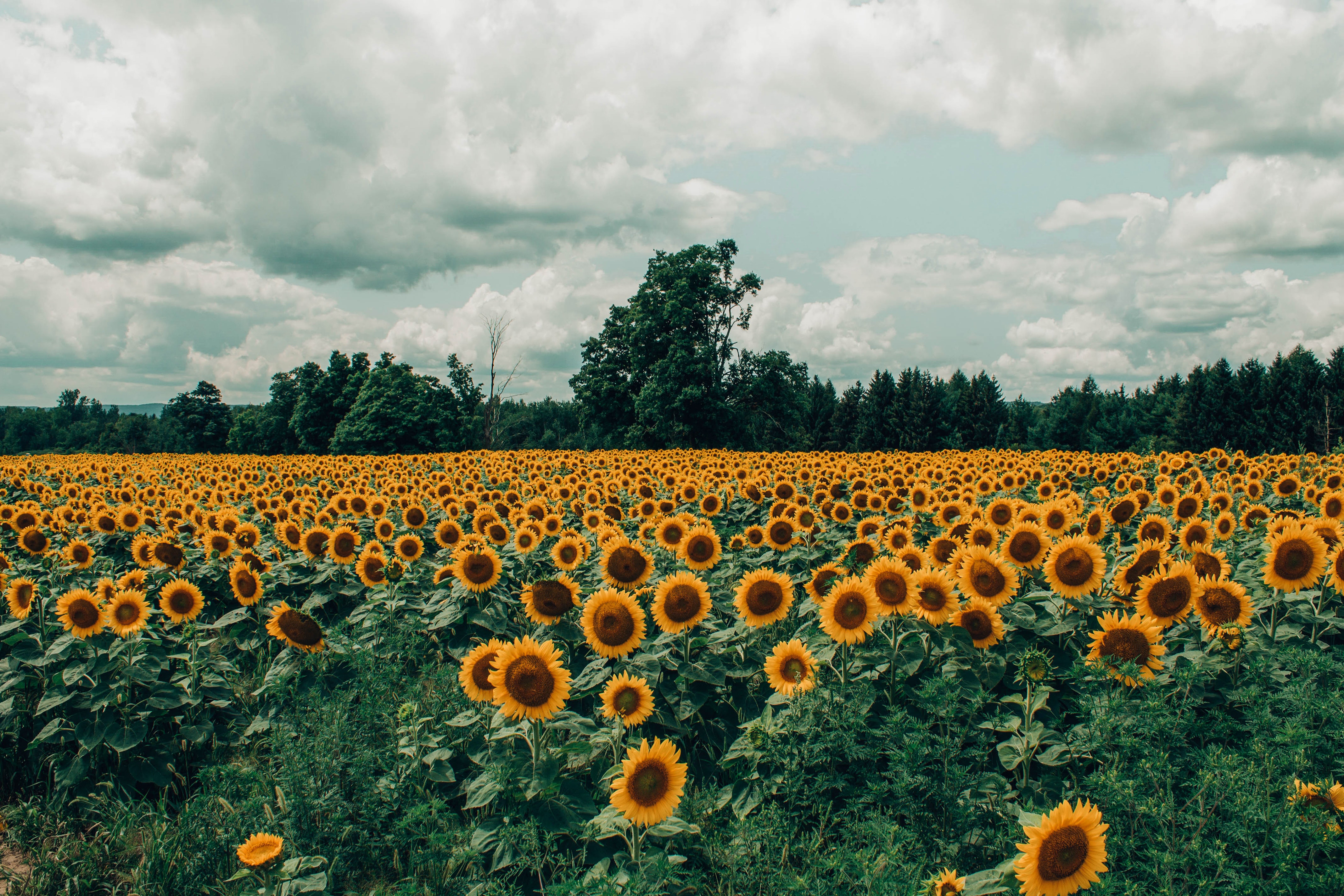 Cómo nace y crece un girasol?