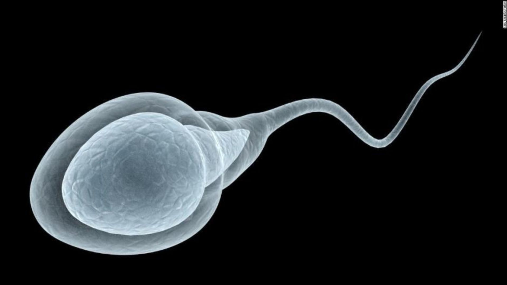 los-espermatozoides-no-se-mueven-como-hemos-cre-do-durante-siglos