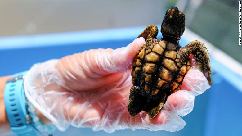 Why are 99% of baby sea turtles female in Florida?