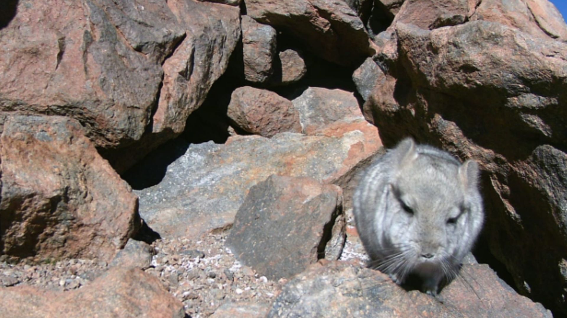 Ministra Rojas solicitó revisar proyecto minero por afectación de