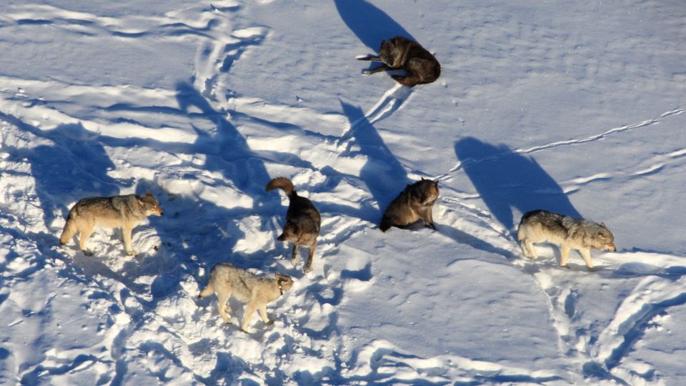 Un curioso parásito produce un “control mental” e influye en la dinámica de  manada de unos lobos grises en .
