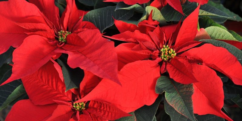 Cuál es el origen de la flor de nochebuena, la planta que adorna las  festividades navideñas?