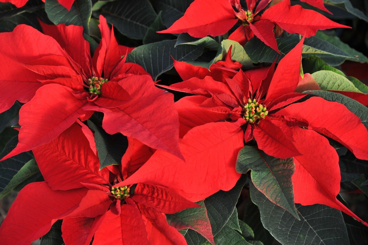 Cuál es el origen de la flor de nochebuena, la planta que adorna las  festividades navideñas?