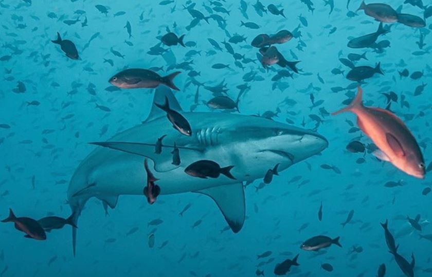 Isla de Malpelo, el refugio natural de tiburones en el Pacífico colombiano