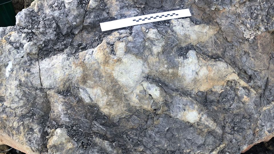 Un dinosaurio “holgazán” dejó la huella más grande y detallada jamás  encontrada en Reino Unido