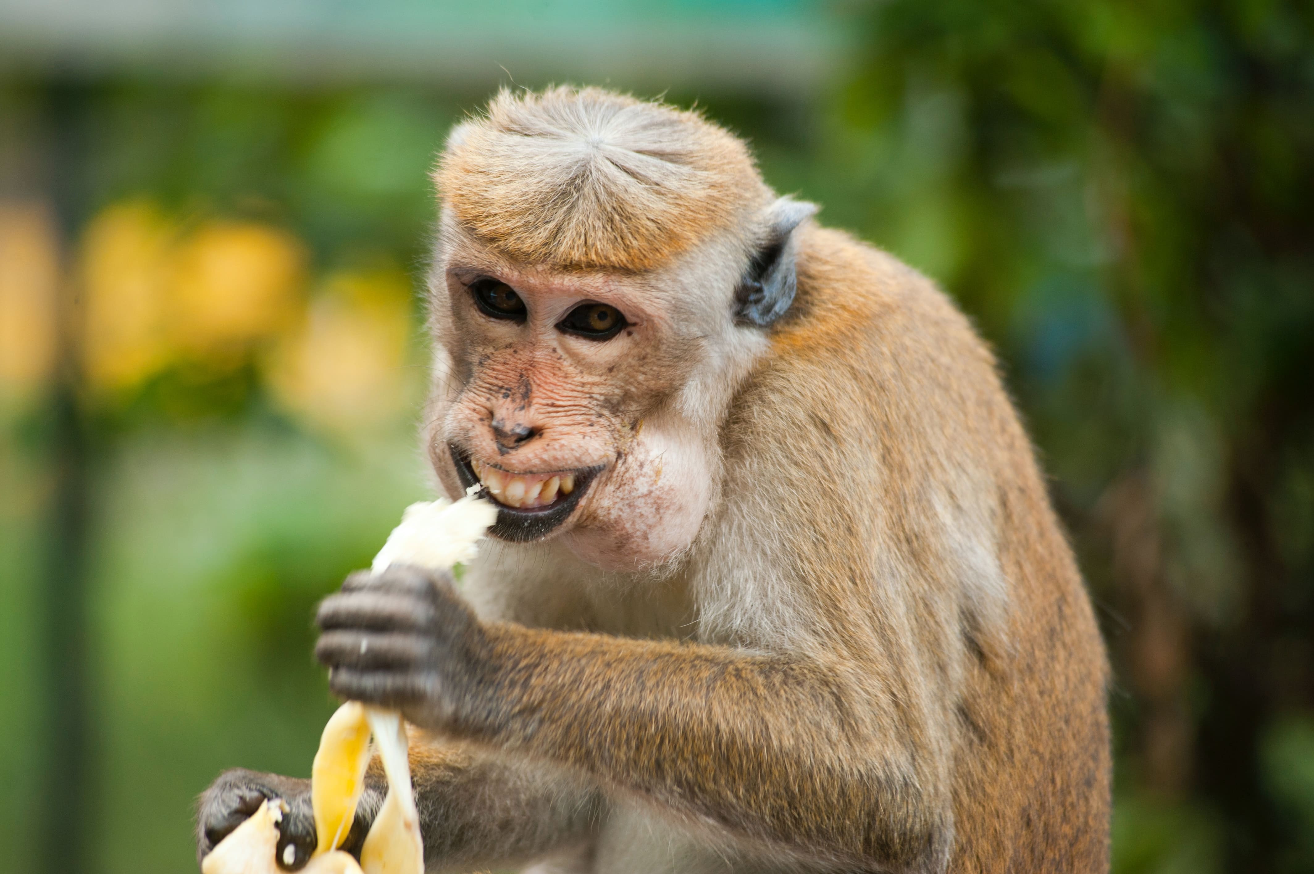 Chinese Scientists Create Embryo-Like Structures from Monkey Stem Cells