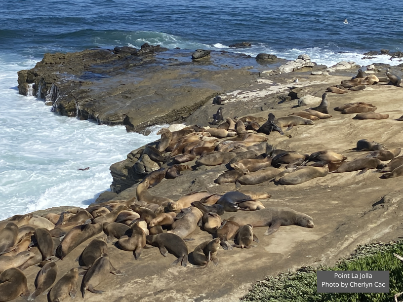 se permiten perros en point lobos