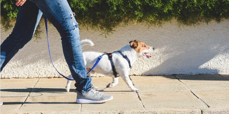 Evita un golpe de calor en tu mascota: Consejos esenciales para paseos en verano