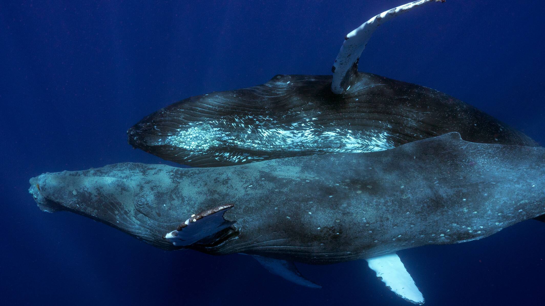 Primera Foto De Apareamiento Entre Ballenas Jorobadas Reveló A Dos 7060